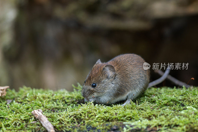 可爱的银行田鼠（Myodes glareolus）